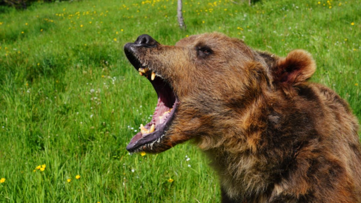 Bear Class – TACTICMT